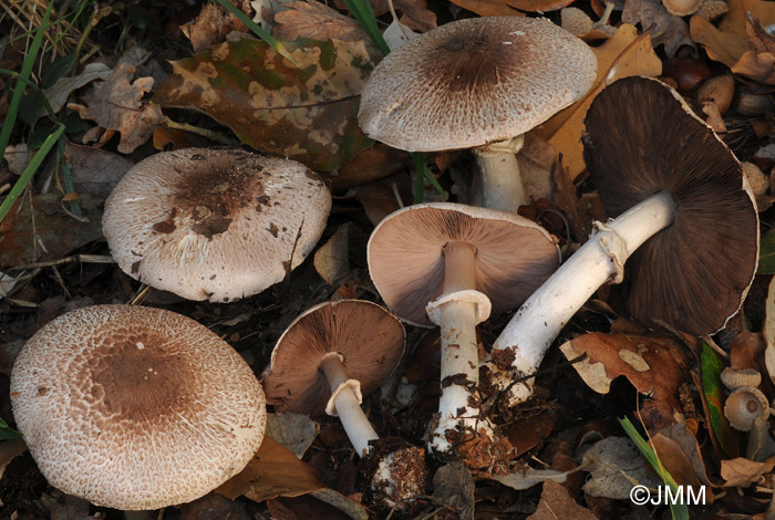 Agaricus freirei