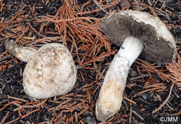 Agaricus gennadii