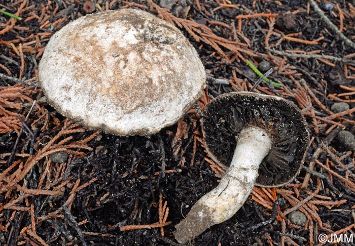 Agaricus gennadii