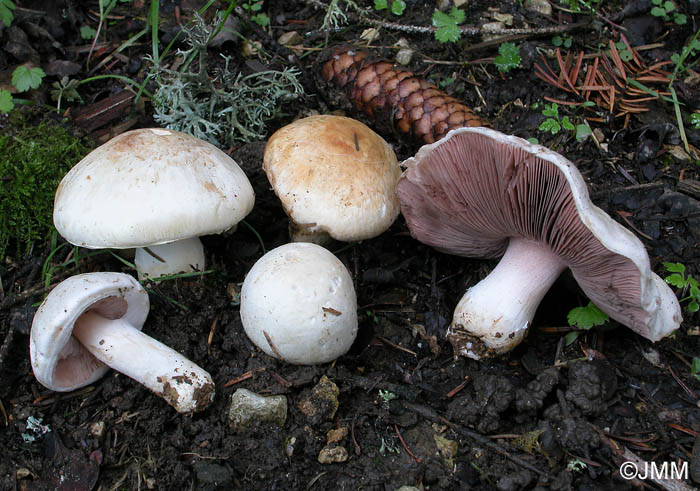 Agaricus heimii