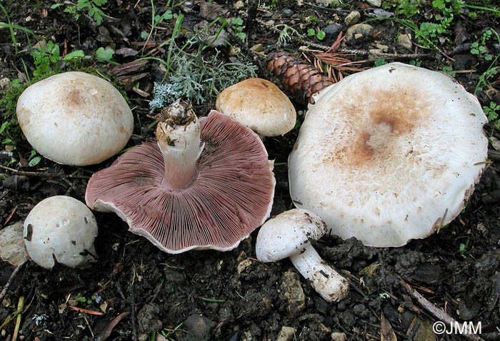 Agaricus heimii