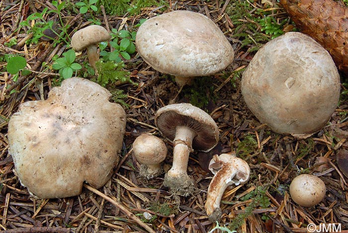 Agaricus heimii