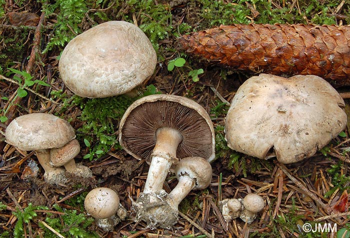 Agaricus heimii