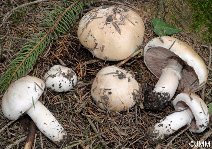 Agaricus heimii = Psalliota aestivalis var. veneris