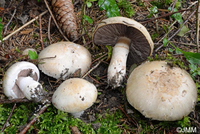 Agaricus heimii = Psalliota aestivalis var. veneris