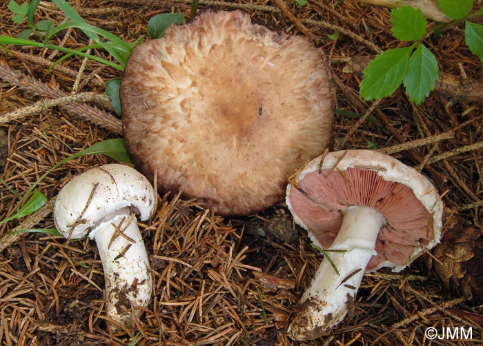 Agaricus heimii = Psalliota aestivalis var. veneris