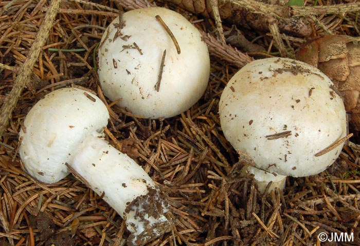 Agaricus heimii = Psalliota aestivalis var. veneris