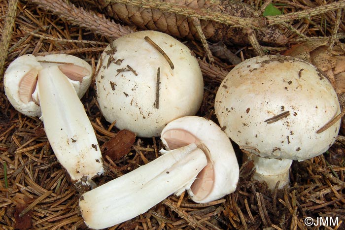 Agaricus heimii = Psalliota aestivalis var. veneris