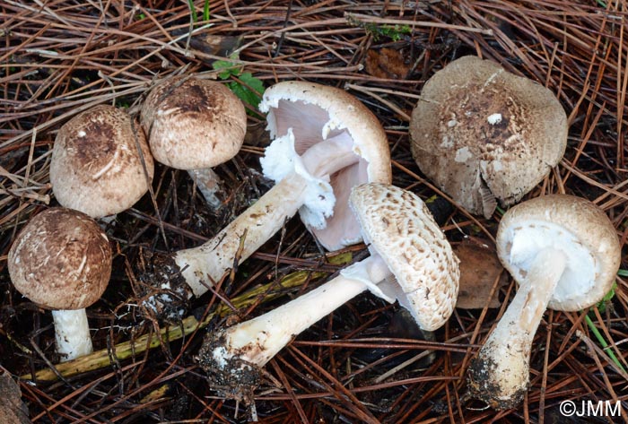 Agaricus impudicus = Agaricus variegans