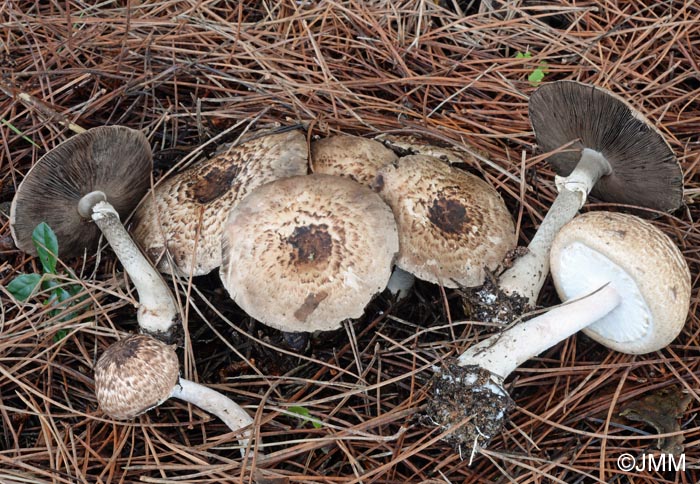 Agaricus impudicus = Agaricus variegans