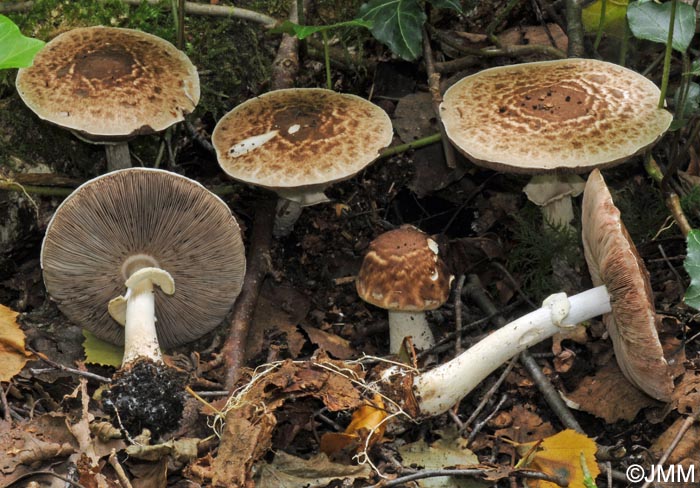 Agaricus impudicus = Agaricus variegans