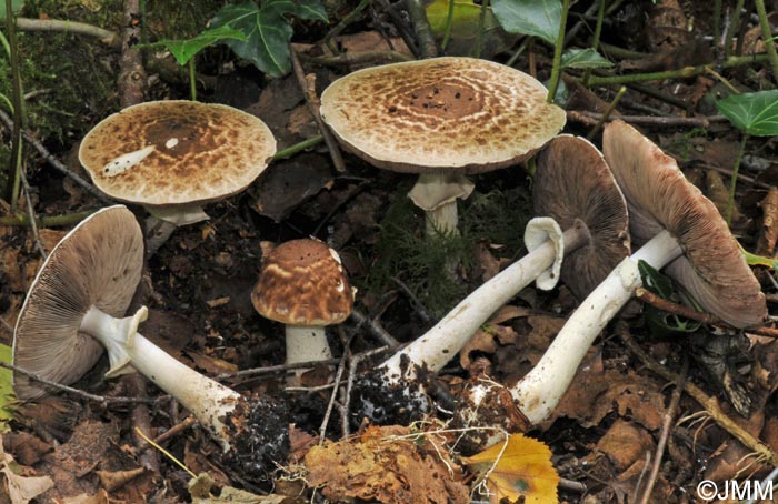 Agaricus impudicus = Agaricus variegans