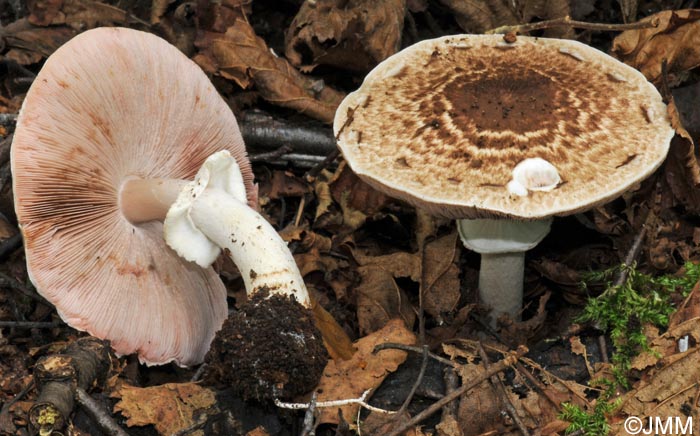 Agaricus impudicus = Agaricus variegans