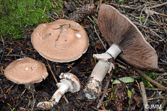 Agaricus langei