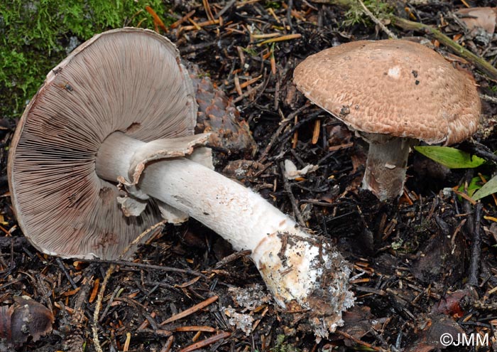 Agaricus langei