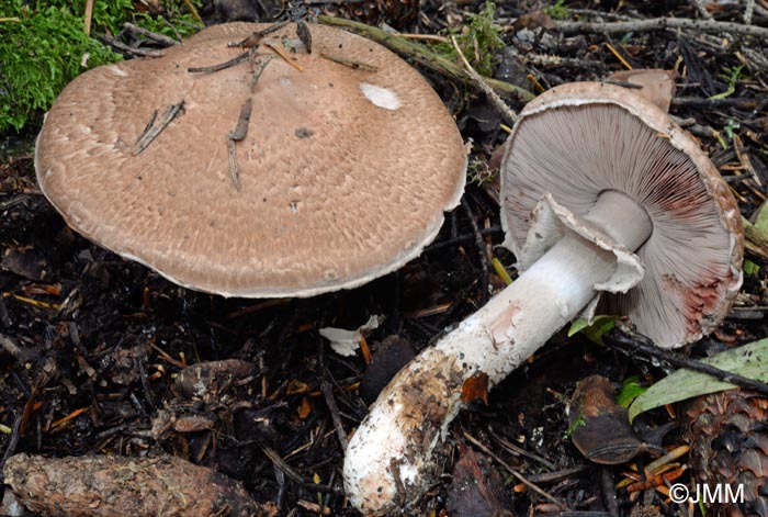 Agaricus langei