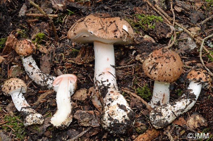 Agaricus langei