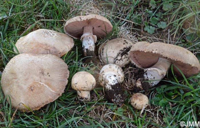 Agaricus litoralis = Agaricus littoralis = Agaricus spissicaulis = Agaricus maskae