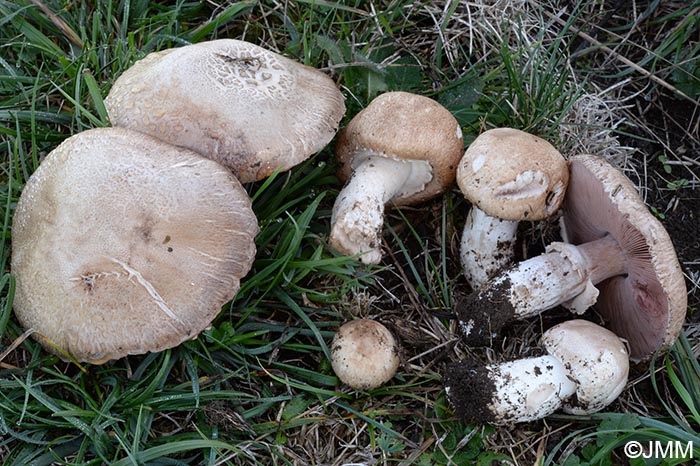 Agaricus litoralis = Agaricus littoralis = Agaricus spissicaulis = Agaricus maskae