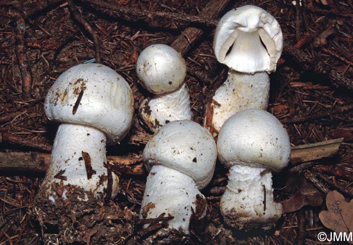 Agaricus macrocarpus