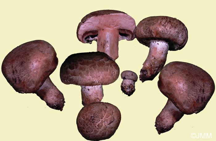 Agaricus maleolens = Psalliota ingrata