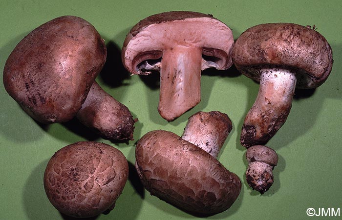 Agaricus maleolens