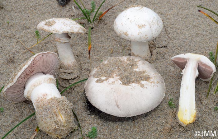 Agaricus menieri