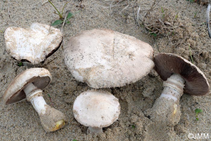 Agaricus menieri