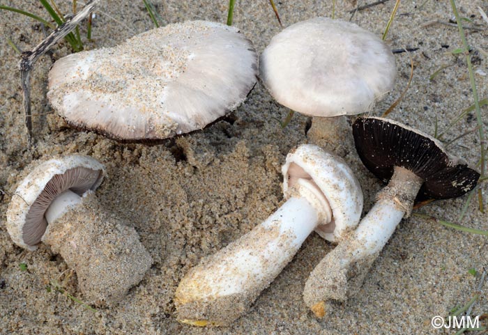 Agaricus menieri