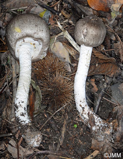 Agaricus moelleri