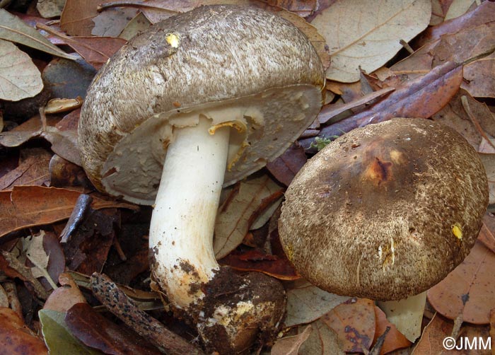 Agaricus moelleri