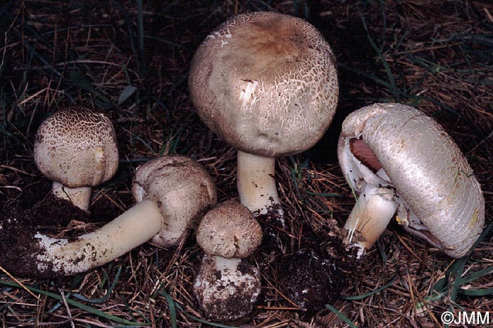 Agaricus moelleri