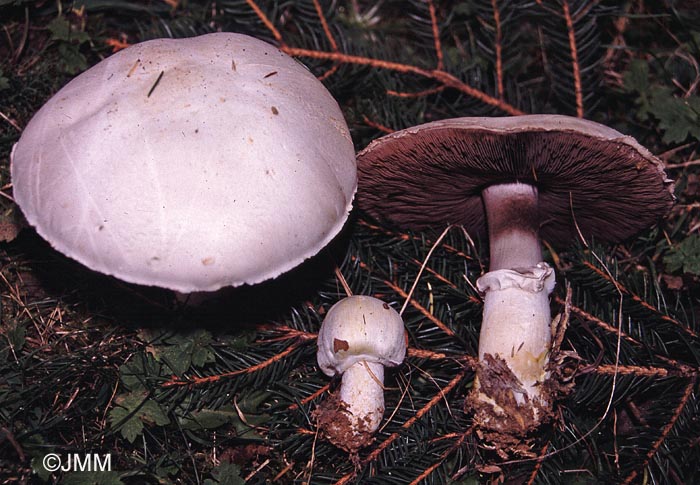 Agaricus nivescens