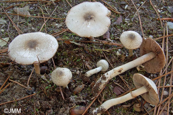 Agaricus parvitigrinus