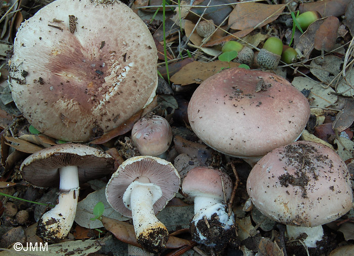 Agaricus porphyrrhizon