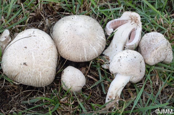 Agaricus pseudopratensis