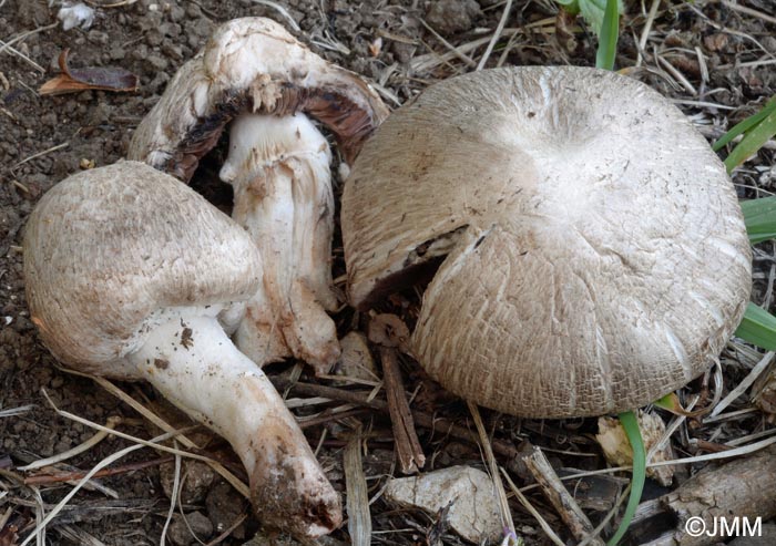 Agaricus pseudopratensis