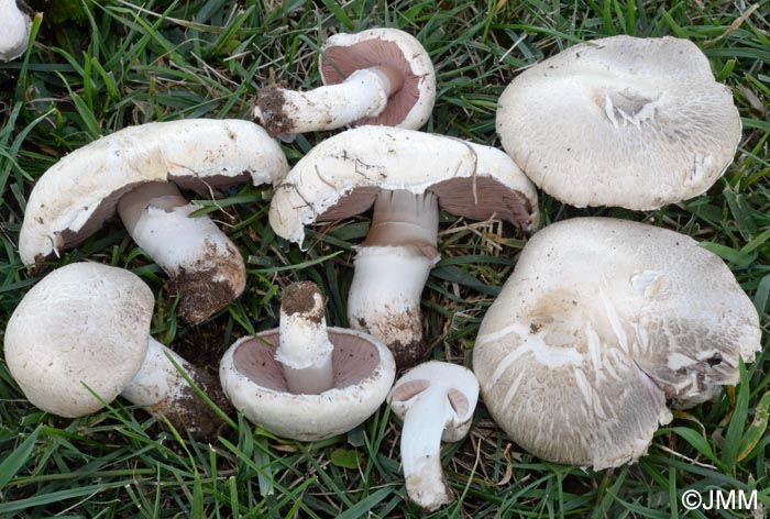 Agaricus pseudopratensis var. niveus