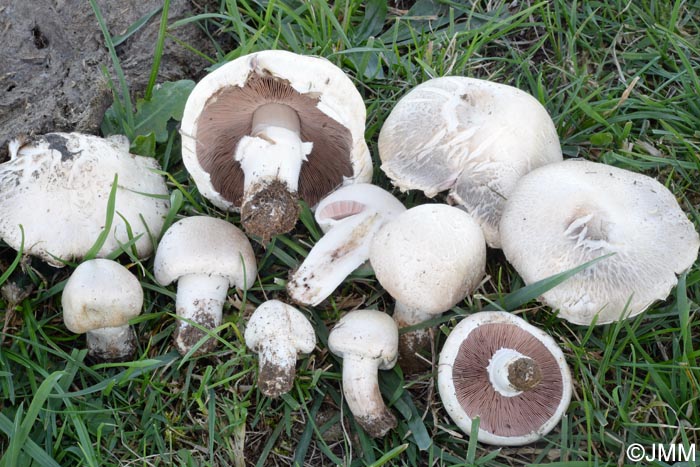 Agaricus pseudopratensis var. niveus