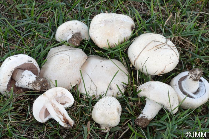 Agaricus pseudopratensis var. niveus