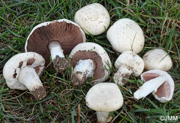 Agaricus pseudopratensis var. niveus