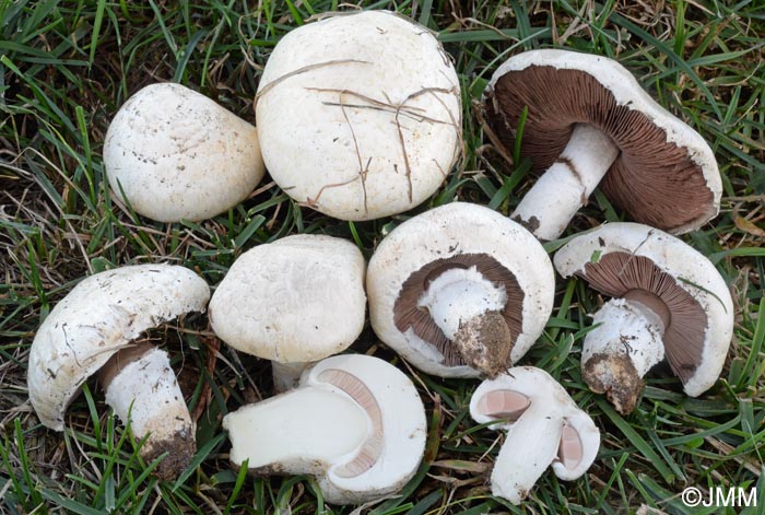 Agaricus pseudopratensis var. niveus