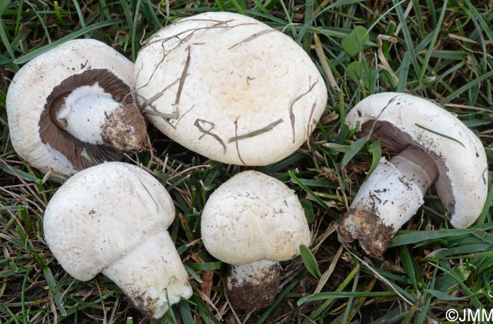 Agaricus pseudopratensis var. niveus