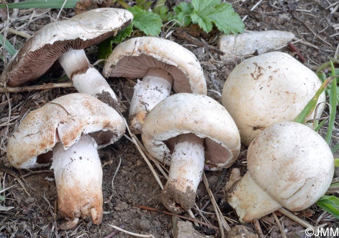 Agaricus pseudopratensis var. niveus