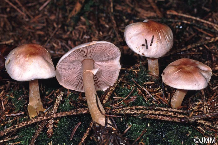 Agaricus semotus