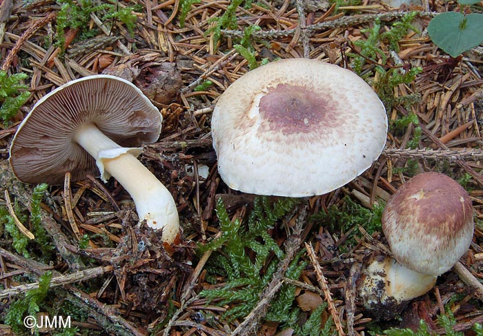 Agaricus semotus