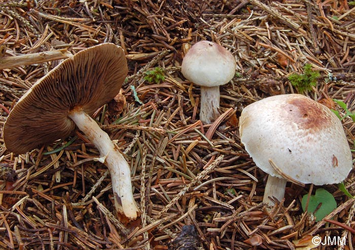 Agaricus semotus