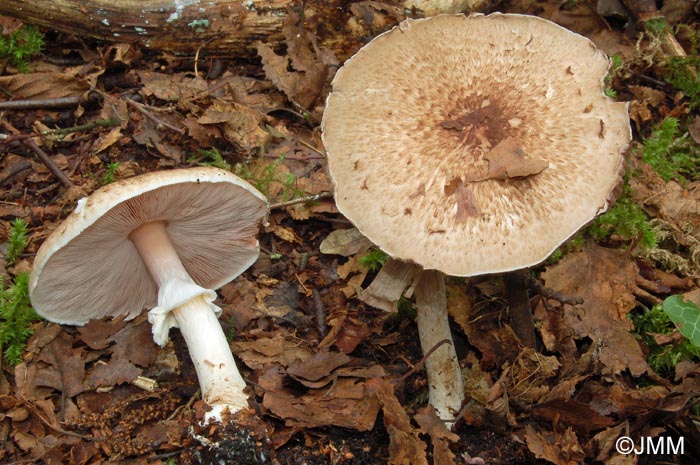 Agaricus silvaticus