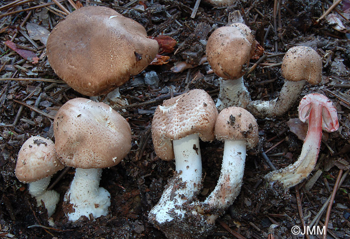 Agaricus silvaticus