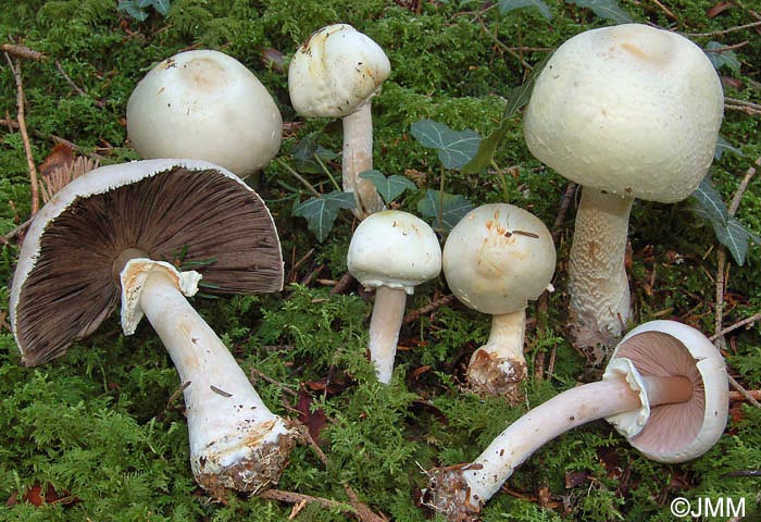 Agaricus silvicola